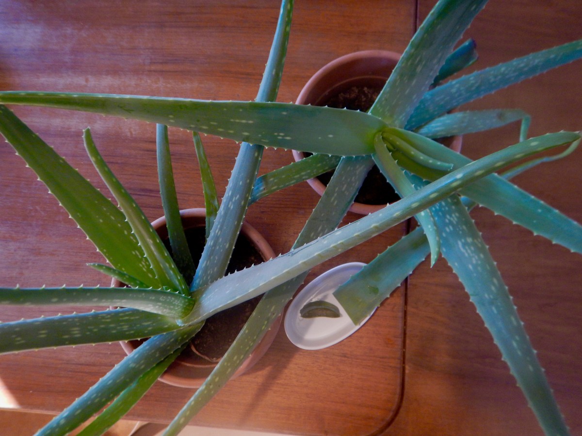 Aloe Vera Setzlinge