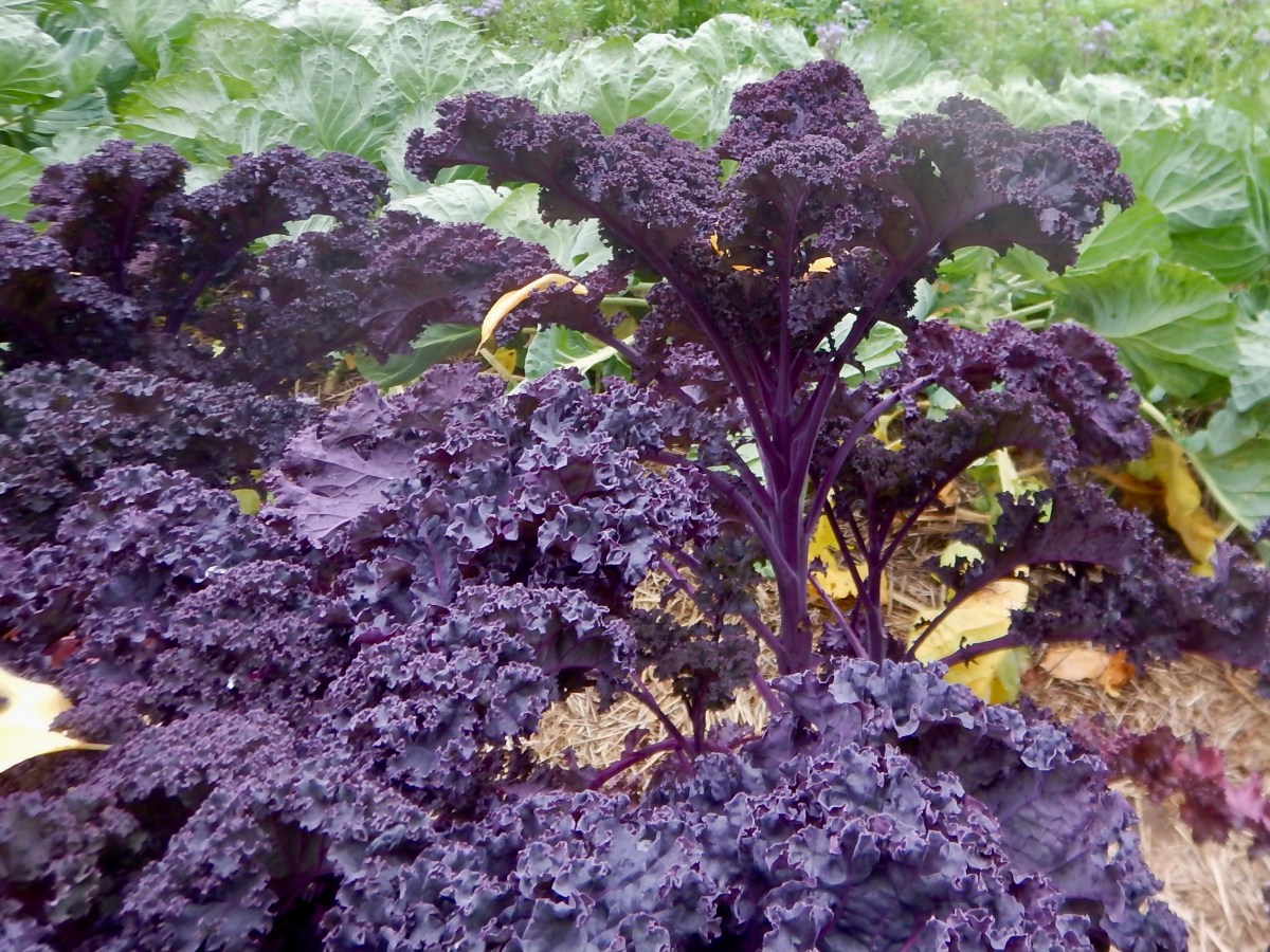 Gemüse stellt sich vor: Feder- und Palmkohl