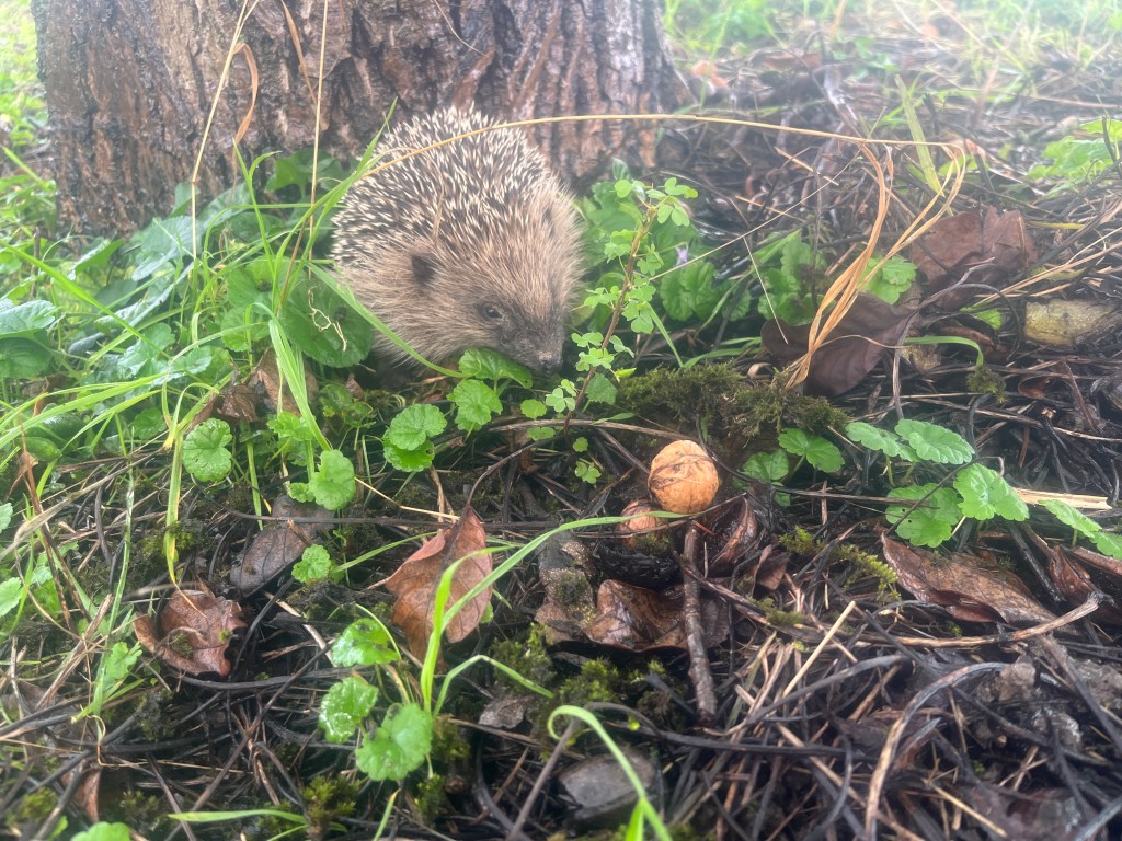 Monatlicher Rückblick Oktober 2022