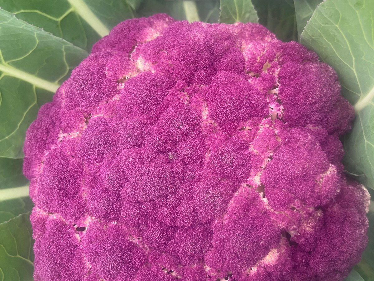 Gemüse stellt sich vor: Broccoli und co.